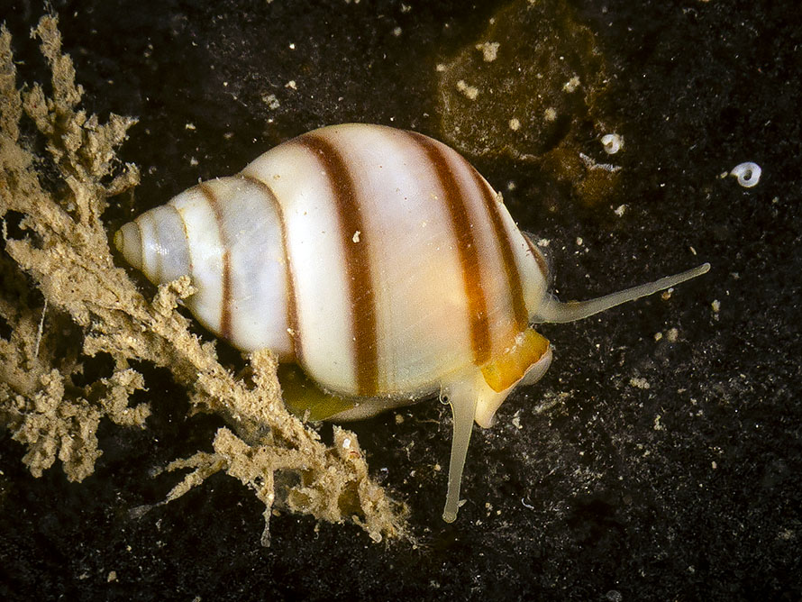 Lacuna vincta